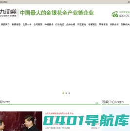 金银花苗木，金银花小苗，北花一号金银花种苗--金银花种苗厂家平邑县九间棚农业科技园有限公司