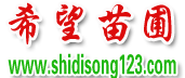 湿地松价格|湿地松批发|湿地松供应【成活率高达100%】-随州希望苗圃